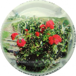 Capsule Polychrome, rosier dans vigne