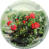 Capsule Godard Laurent  Polychrome, rosier dans vigne