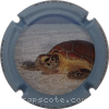 Capsule GENERIQUE. 2- Tortue verte