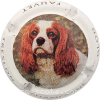 Capsule Glod Fauvet Cavalier King Charles
